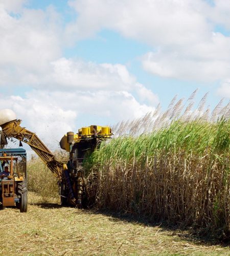 sugar-cane-harvesting-1553007-1600x1200